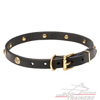 Collar for dogs with brass hardware