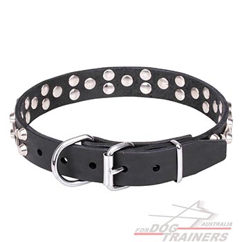 Leather walking dog collar equipped with chrome plated hardware