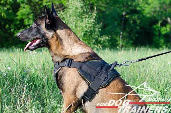Belgian Malinois harness with soft chest plate