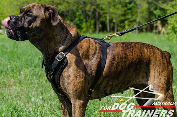 Practical Boxer Harness for Walking and Training