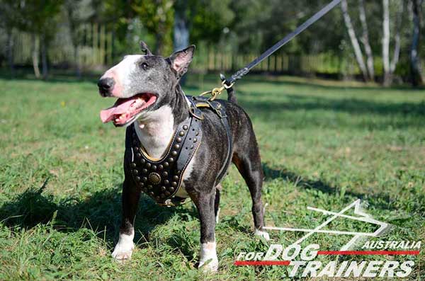 Bull Terrier Harness with stylish decoration