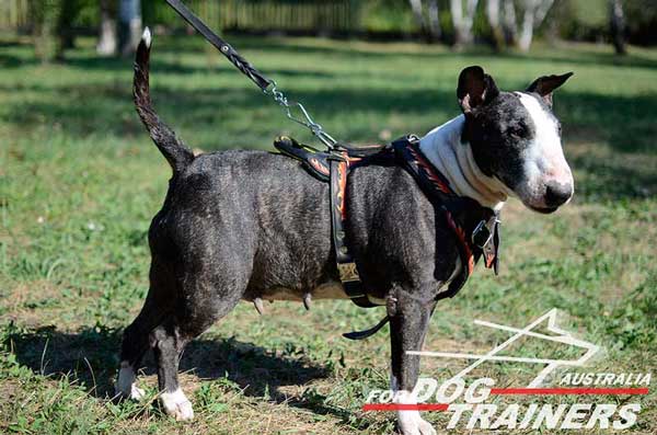 Bull Terrier Leather Harness with a D-Ring