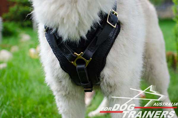 Padded Chest Plate on Leather Dog Harness for Walking