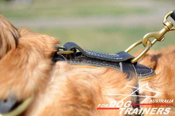 Brass Strong Ring on Golden Retriever Harness