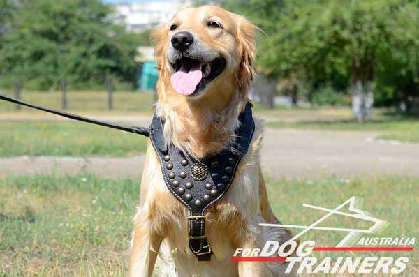 Padded Golden Retriever Harness with royal decoration
