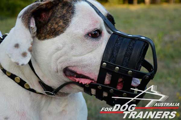 American Bulldog Leather Basket Muzzle Nappa Padded