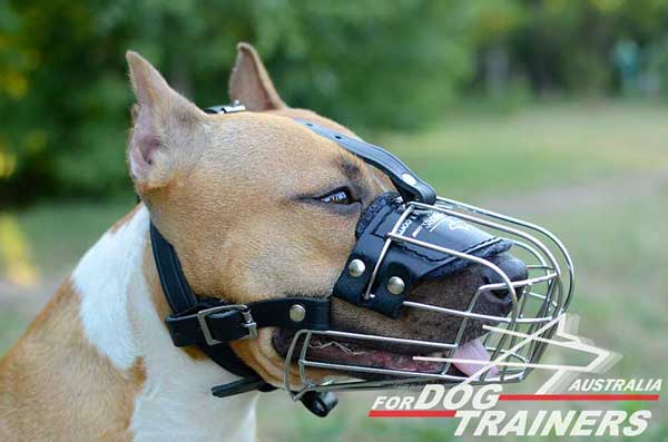 American Staffordshire Terrier Metal Muzzle Free Breathing