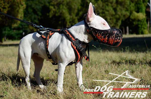 Bullterier leather muzzle is extra durable