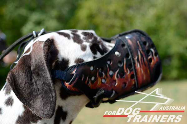 Dalmatianleather muzzle is easy in handling