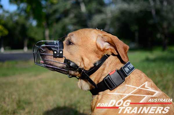 Labrador Wire Basket Muzzle Rust-proof