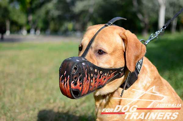Labrador leather muzzle for training provides comfort