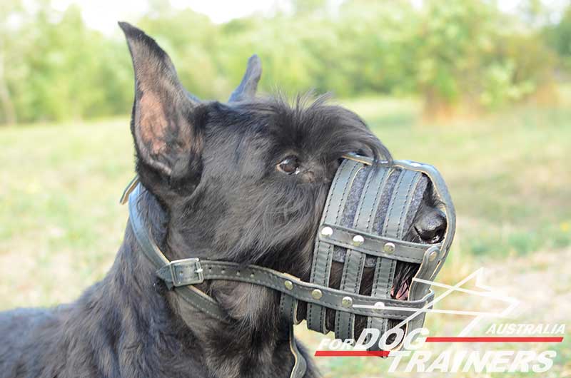 Buy Nappa Padded Leather Basket Dog Muzzle Australian Store