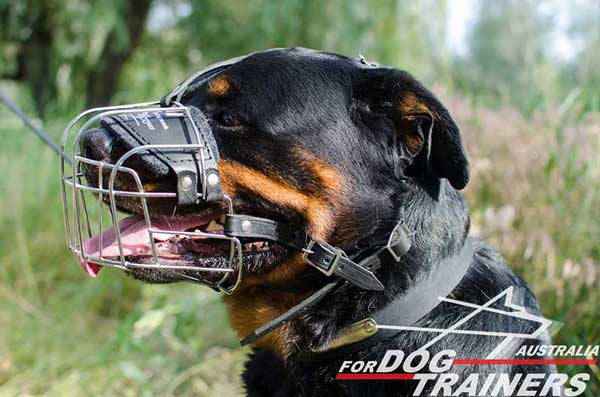 Rottweiler Wire Muzzle Air Ventilated 
