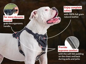 Best Training Agitation / Protection Leather Dog Harness for Large Breeds