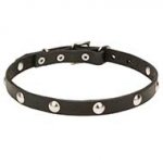 "Shiny Necklace" 4/5 inch (20 mm) Leather Dog Collar with Half-Ball Chrome Plated Studs