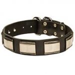 Gorgeous New Design Leather Dog Collar with Brass Plates