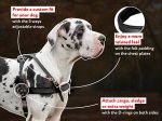 Padded Leather Dog Harness for Pulling, Tracking and Walking