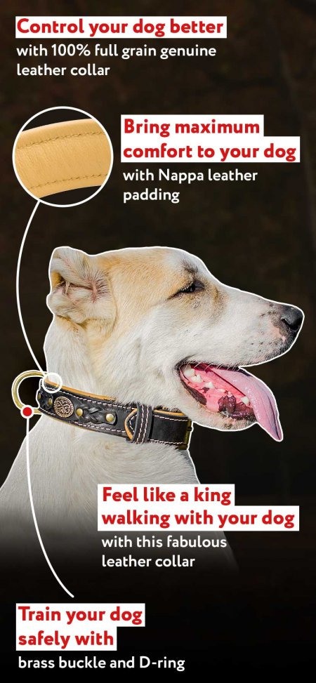 Fashionable Royal Nappa Padded Hand Made Leather Dog Collar