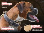 Comfortable Nappa Padded Leather Collar