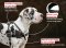 Padded Leather Dog Harness for Pulling, Tracking and Walking