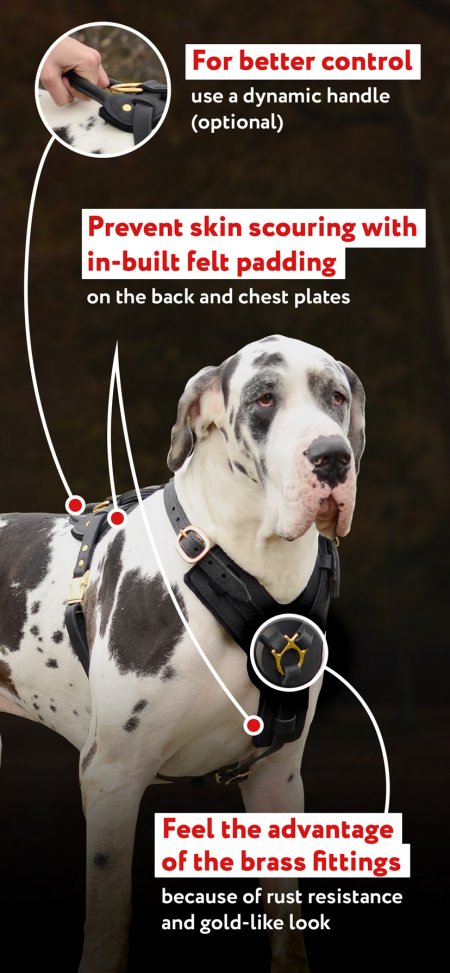 Exclusive Adjustable Padded Leather Dog Harness