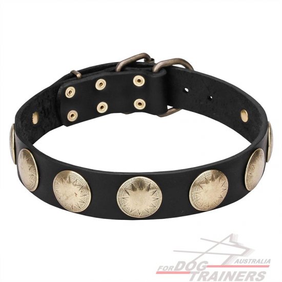 Leather Dog Collar Adorned with Brass Circles - 'Hip and Edgy'