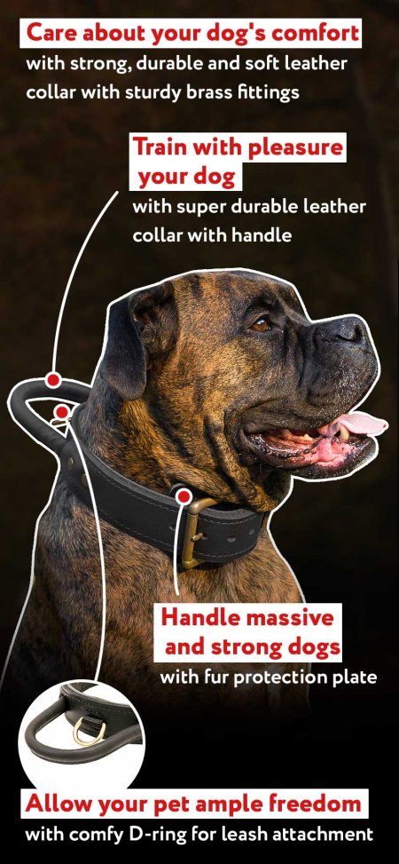 2 ply leather agitation dog collar with handle