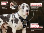 Exclusive Adjustable Padded Leather Dog Harness