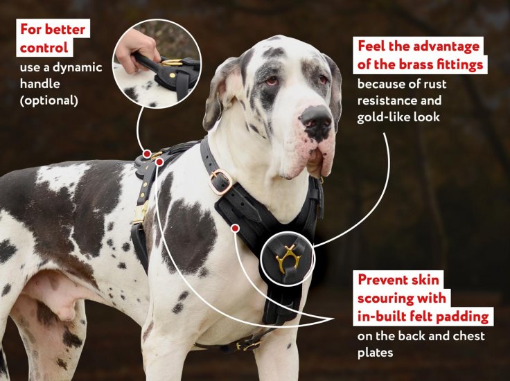 Exclusive Adjustable Padded Leather Dog Harness