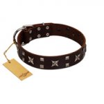 "Bigwig Woof" FDT Artisan Brown Leather dog Collar with Chrome Plated Stars and Square Studs
