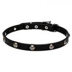 4/5 inch - 20 mm Leather Dog Collar "Lucky" with Nickel Plated Engraved Studs