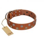 "Ancient Symbol" Trendy FDT Artisan Tan Leather dog Collar with Silver- and Gold-Like Studs