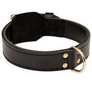 Extra Strong 2 ply Leather Dog Training Collar