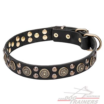 Leather dog collar with brass studs