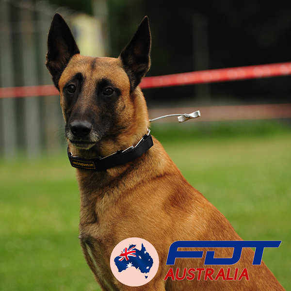 Chrome Plated Dog Pinch Collar