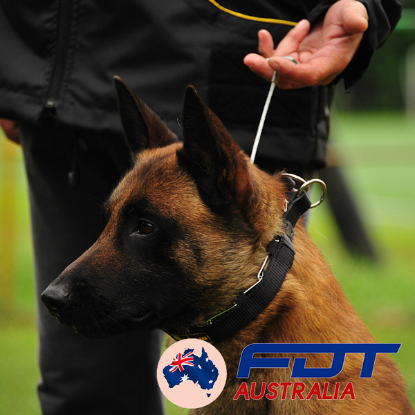 Chrome Plated Dog Pinch Collar with Handle