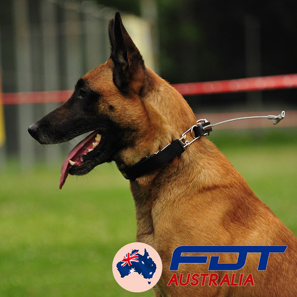 Chrome Plated Dog Pinch Collar