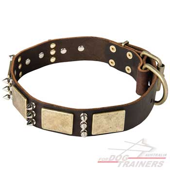 Designer dog collar with brass plates and hardware