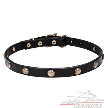 Natural leather dog collar with studs