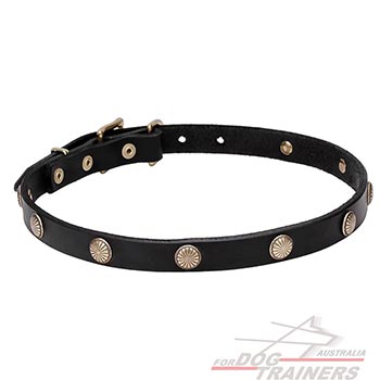 Durable Dog Collar with Brass Studs