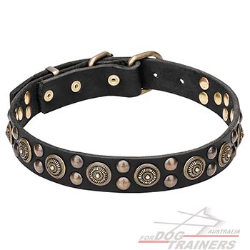 Leather Dog Collar with Brass Plated Decorations