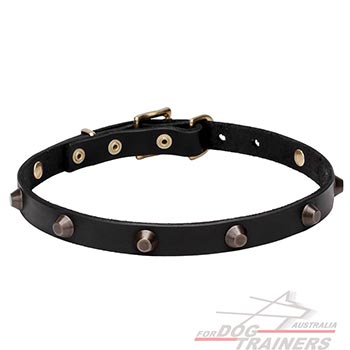 Natural leather dog collar adorned with studs