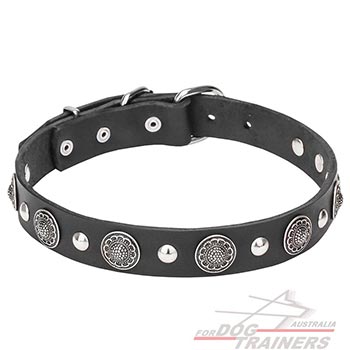 Leather dog collar decorated with conchos and studs