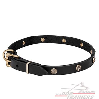 Full grain natural leather dog collar adorned with studs