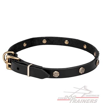 Full grain natural leather dog collar adorned with studs