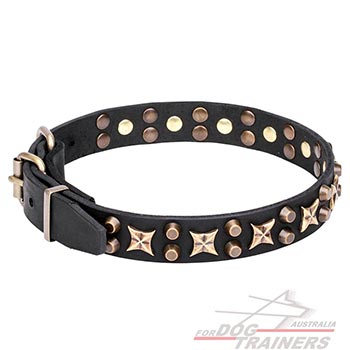 Leather canine collar with decorations for everyday walking