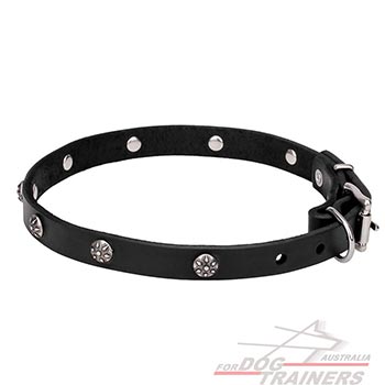Natural Leather Walking Dog Collar