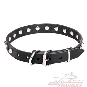 Leather dog collar with nickel plated hardware