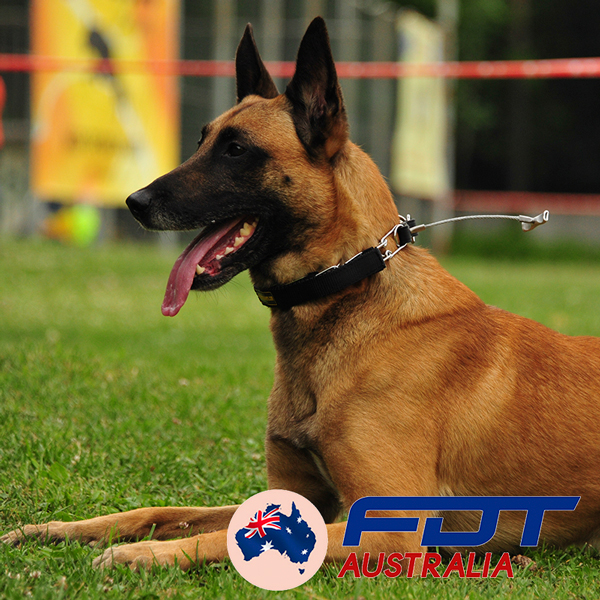 Chrome Plated Dog Pinch Collar