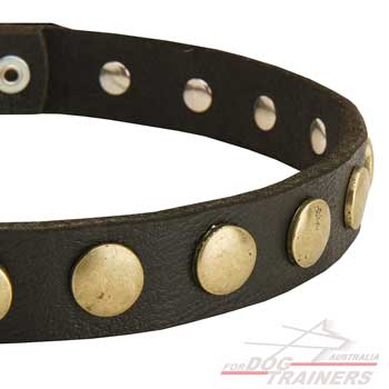 Dog collar decorated  with vintage-looking studs